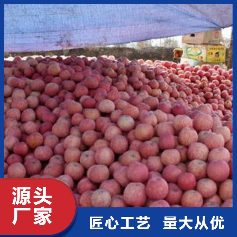 红富士苹果苹果种植基地源头直供