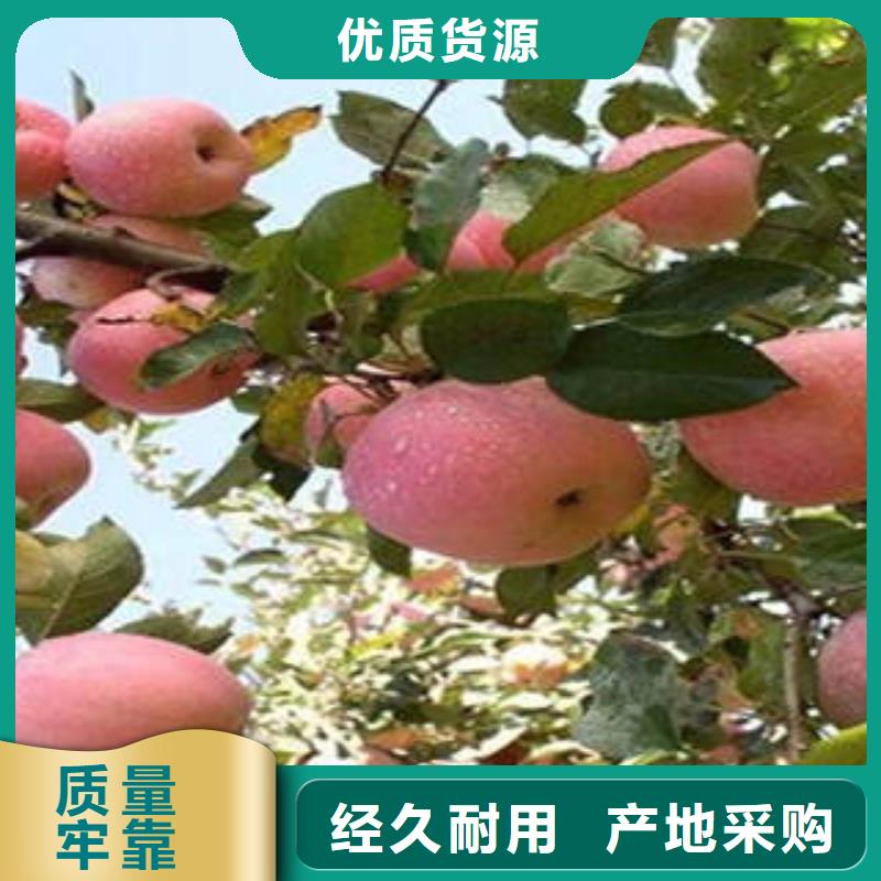 红富士苹果苹果种植基地设计制造销售服务一体