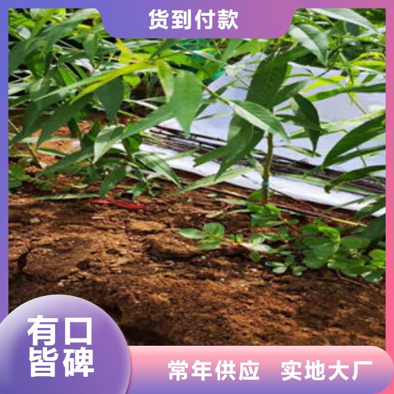 永莲蜜桃一号桃树苗80公分