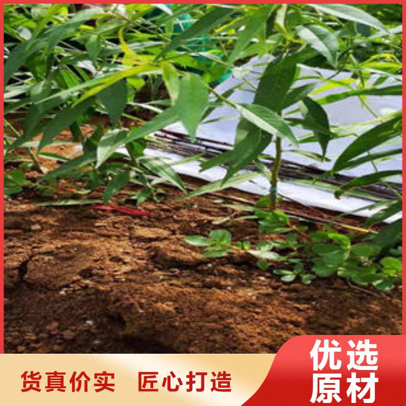 70厘米种植方法及时间