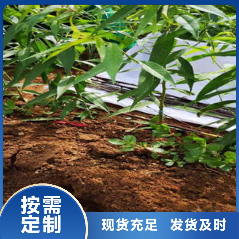 锦春黄桃树苗种植技术
