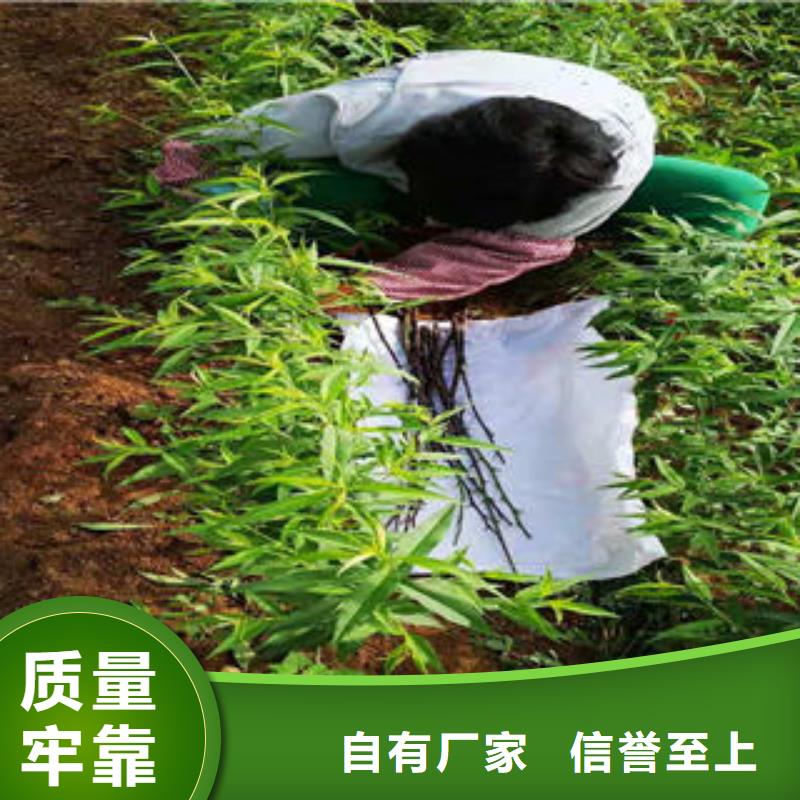 黄金蟠桃树苗种植基地