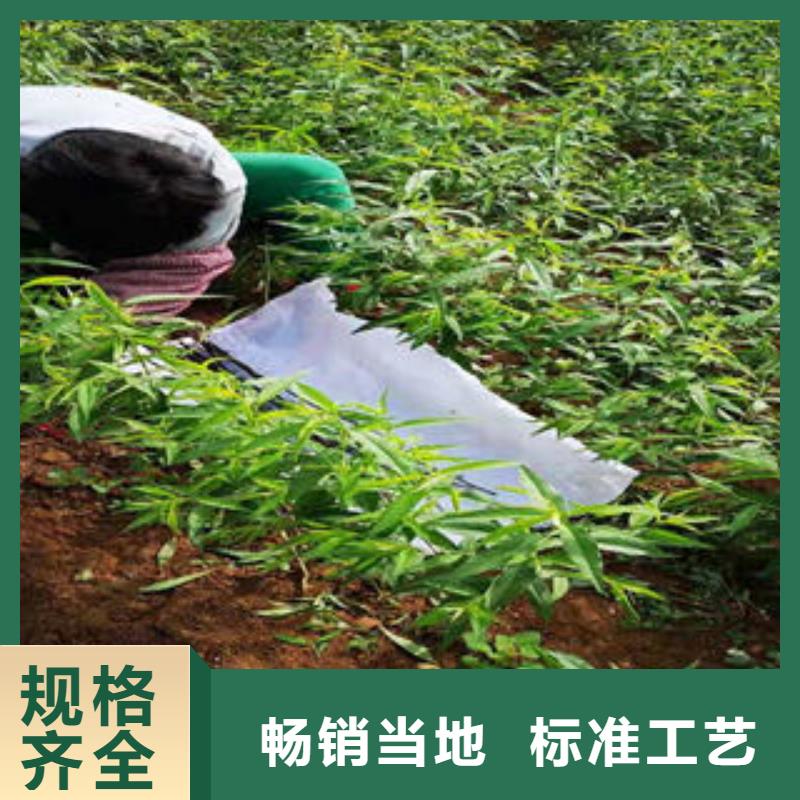 永莲蜜桃8号桃树苗40公分