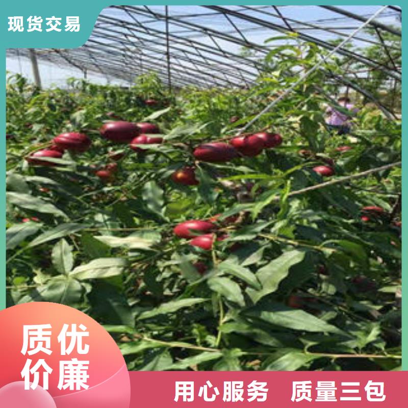 夏甜桃树苗0.9公分