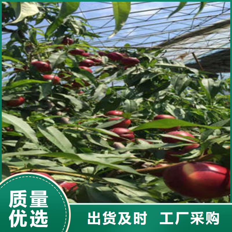 永莲蜜桃3号桃苗80公分