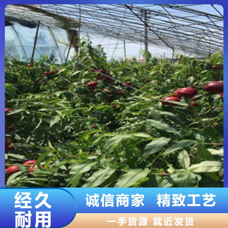 水蜜桃树苗80公分