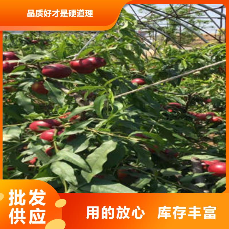 澳洲红毛桃树苗0.7公分