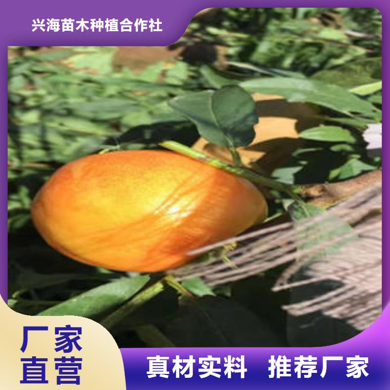 中油桃树苗30公分