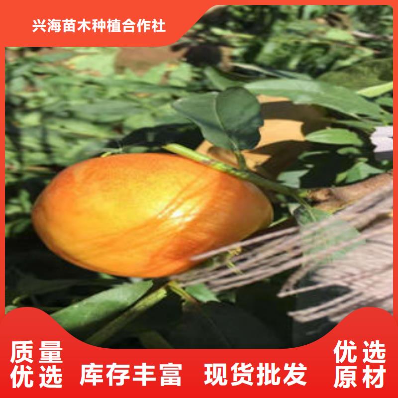 5厘米种植方法