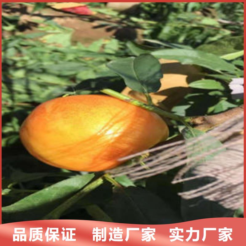 燕红11号油桃树苗1.2公分