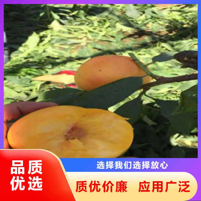 10厘米种植时间