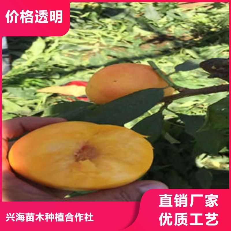 超红珠油桃树苗0.9厘米