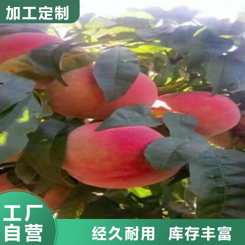 秋彤桃树苗1.2厘米