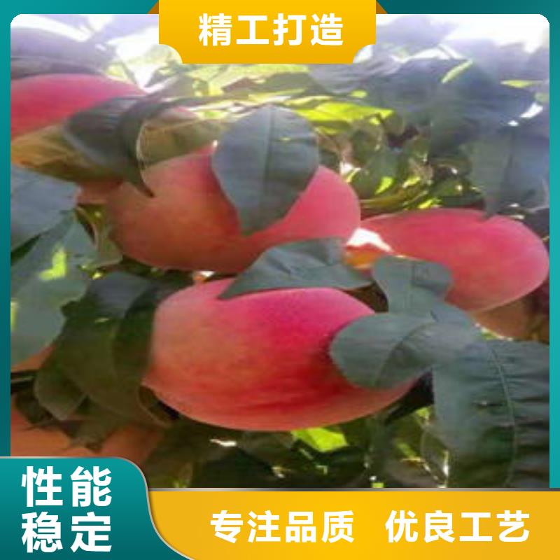 燕红12号油桃树苗品种