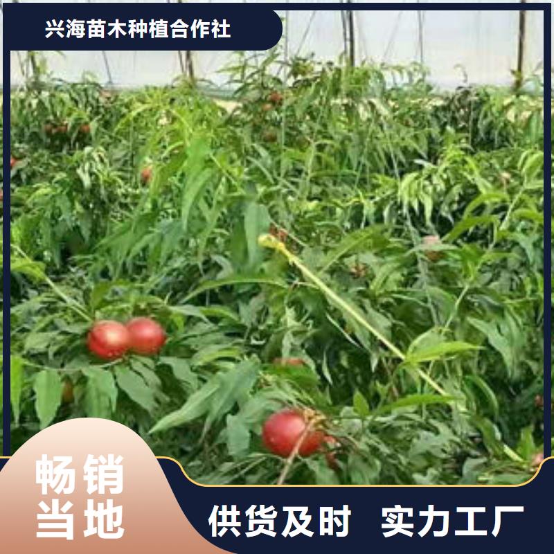 永莲蜜桃3号桃树苗种植方法