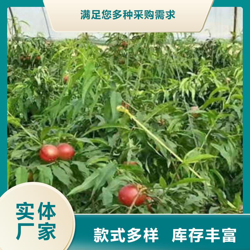 中油15桃树苗1.2米