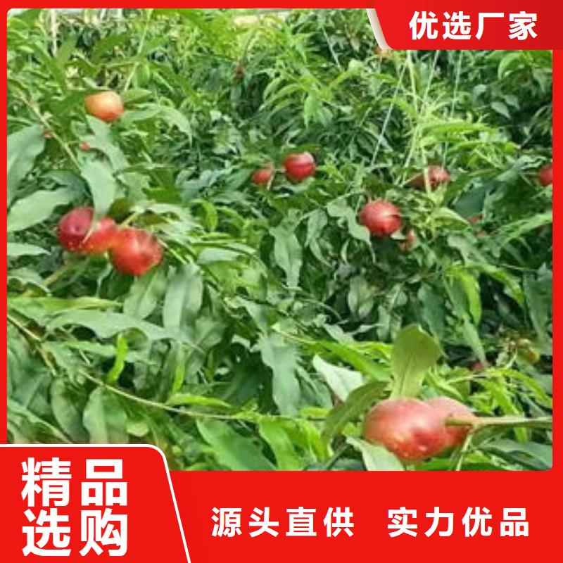 40公分种植基地