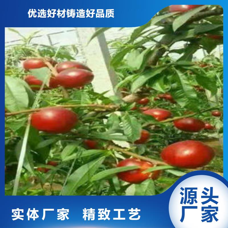 永莲蜜桃二号桃树苗9公分