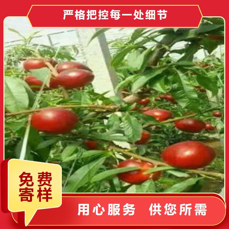 永莲蜜桃3号桃树苗种植方法