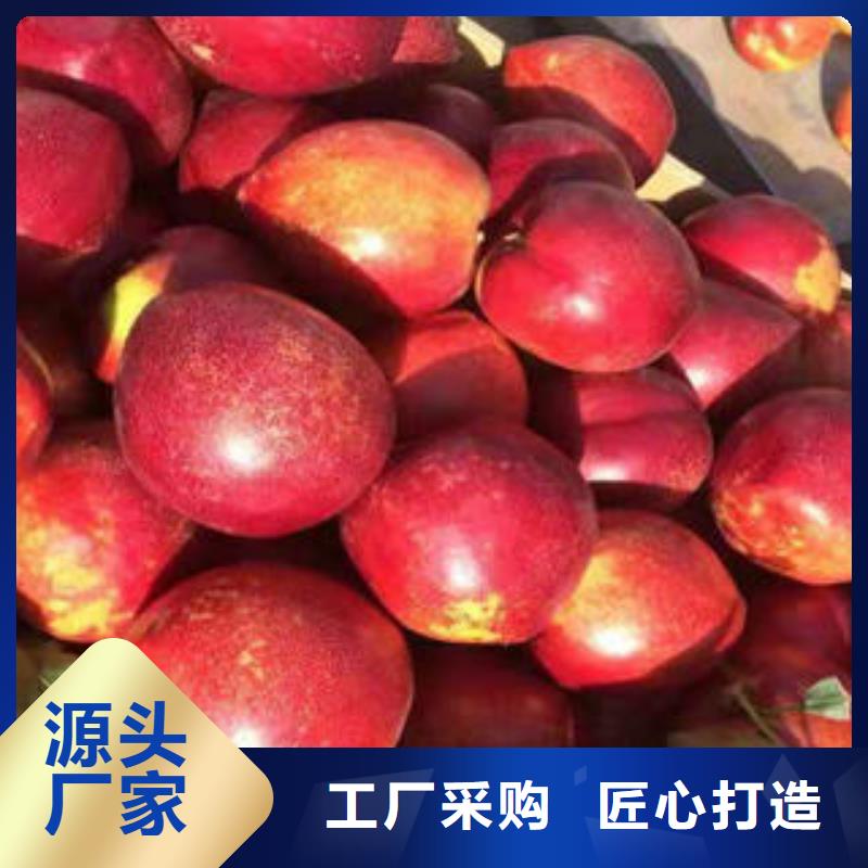 永莲蜜桃四号桃树苗0.5公分