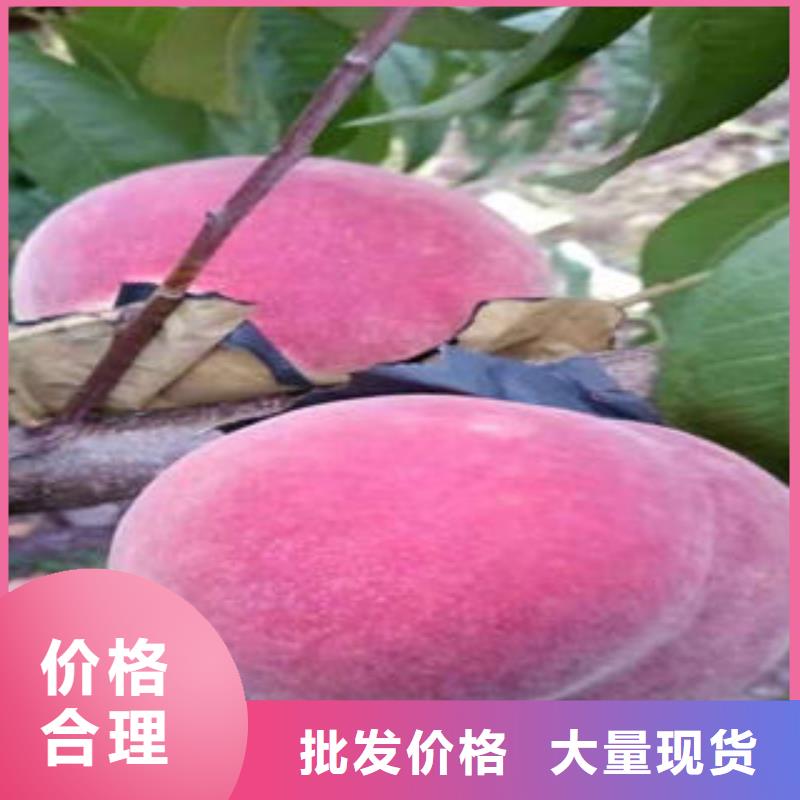 中华寿桃树苗1.5公分
