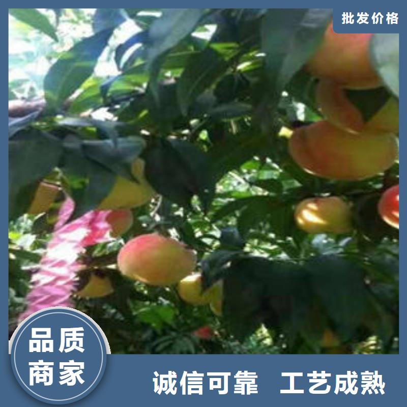 金秋王桃树苗种植时间