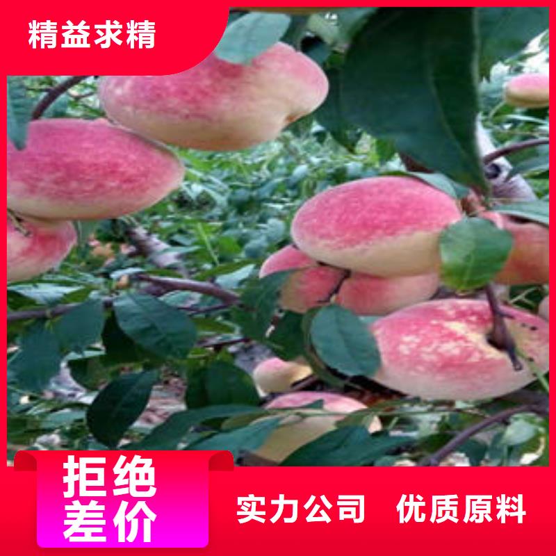 永莲蜜桃2号桃树苗70公分