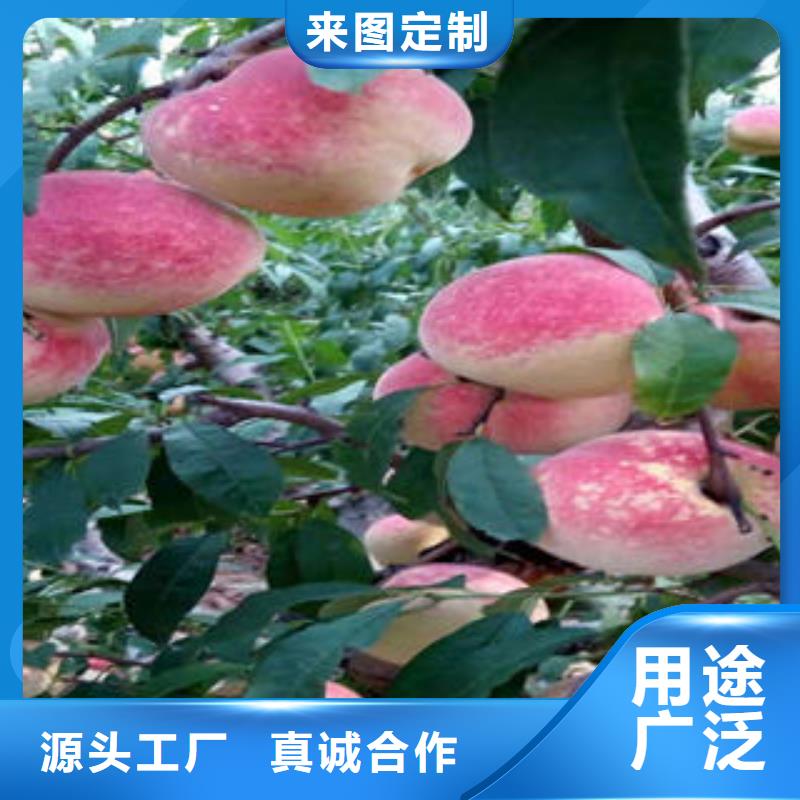 春红桃树苗0.5公分