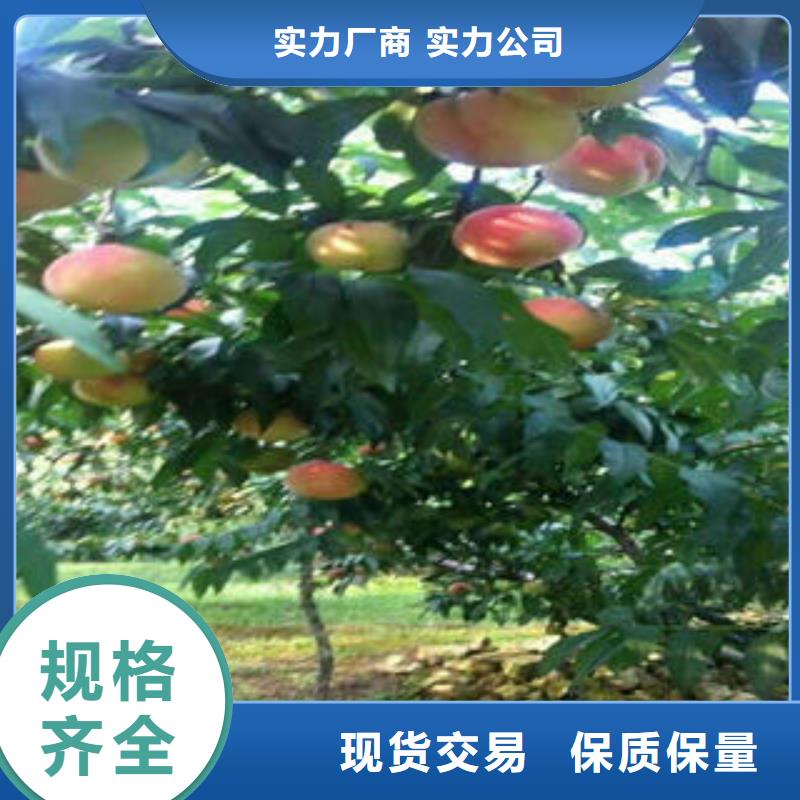 永莲蜜桃六号桃树苗4公分