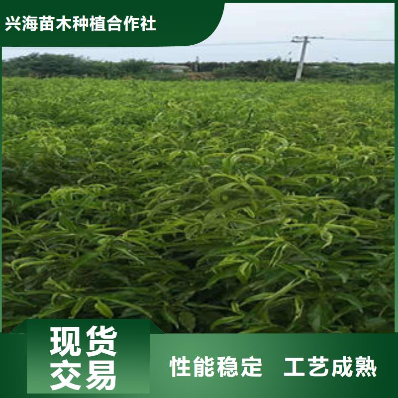 秋雪毛桃树苗种植方法及时间