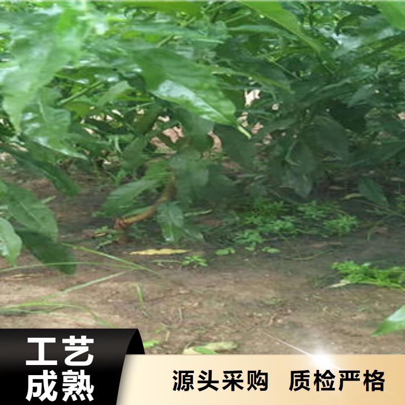 锦绣黄桃树苗1.2米