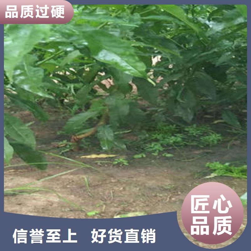 永莲蜜桃七号桃树苗基地