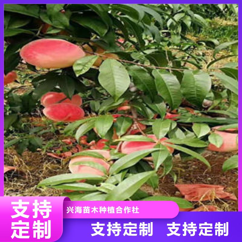 2公分种植时间