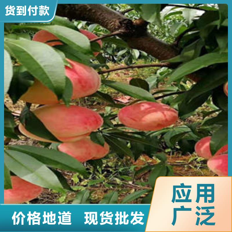 燕红12号油桃树苗1.2公分