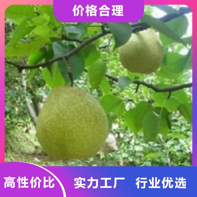 2公分批发价格