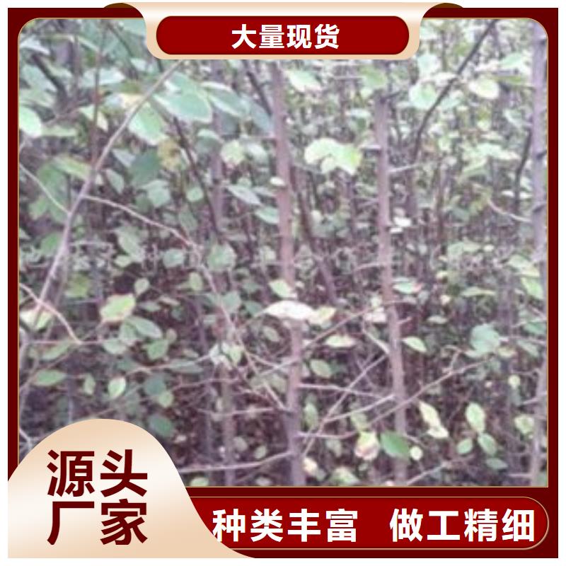 5公分种植时间