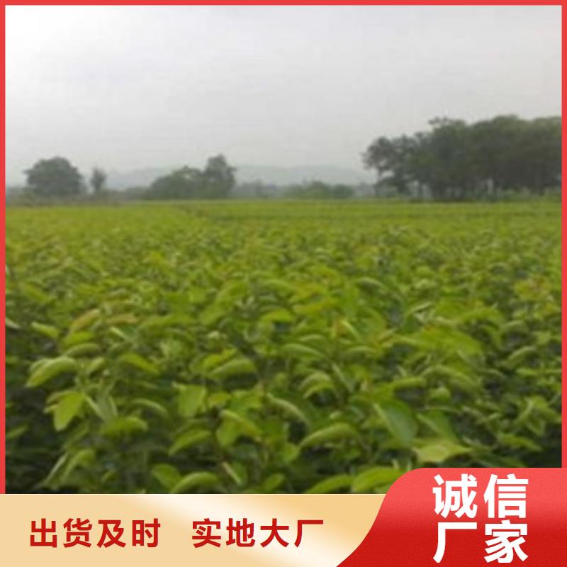 0.9公分茄梨苗茄梨苗批发