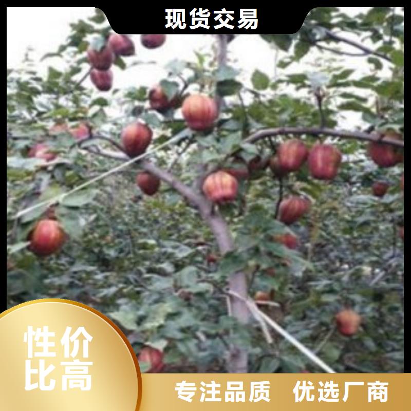 5厘米种植方法及时间