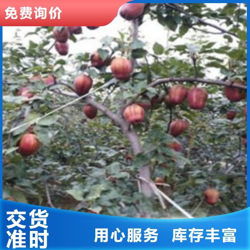 梨树苗【山楂苗】品质无所畏惧