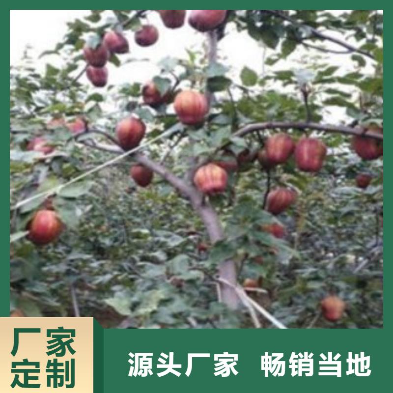 二宫白梨树苗种植技术