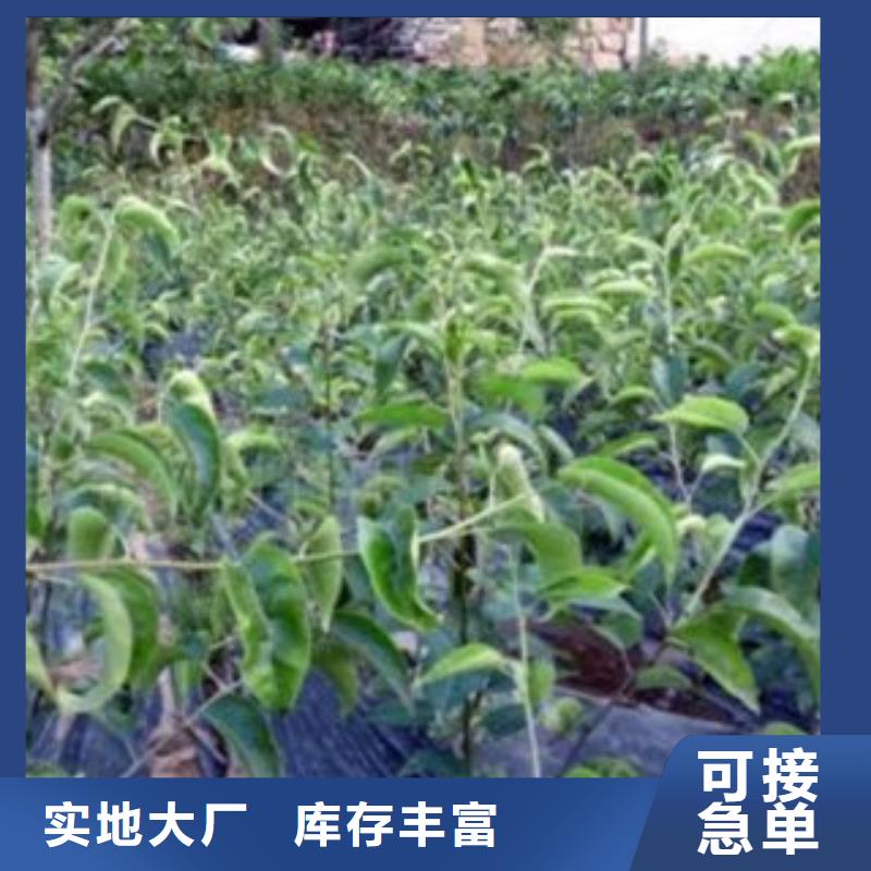 茌长把梨树苗供应