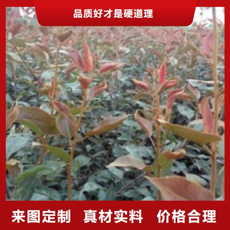 1.2厘米种植时间