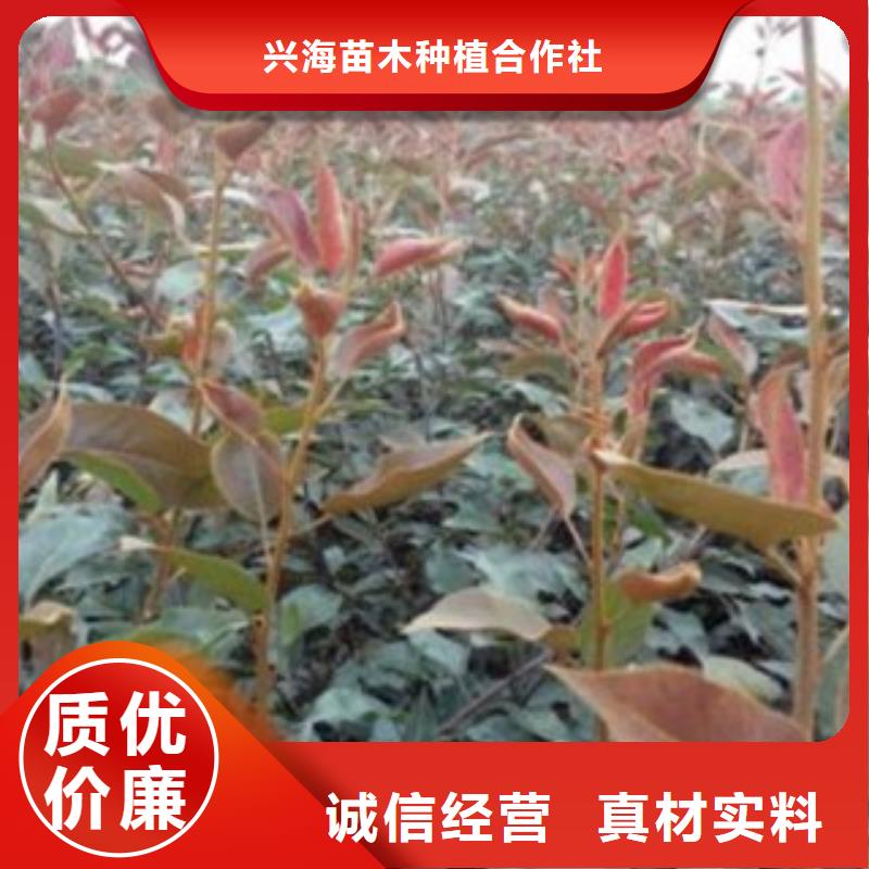 4公分种植时间