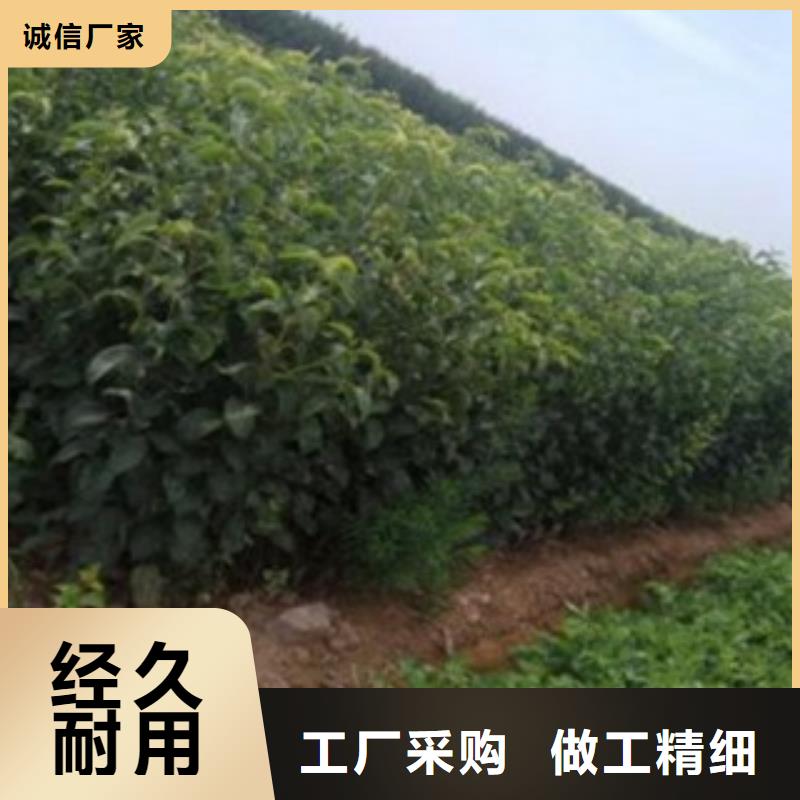 70厘米种植时间