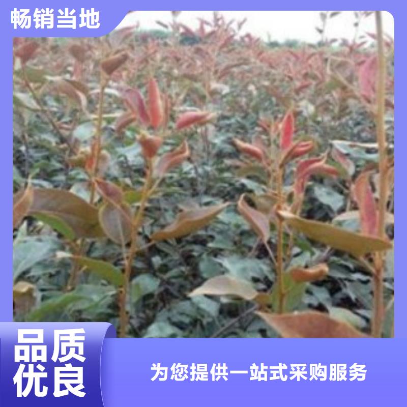 长把梨树苗种植时间