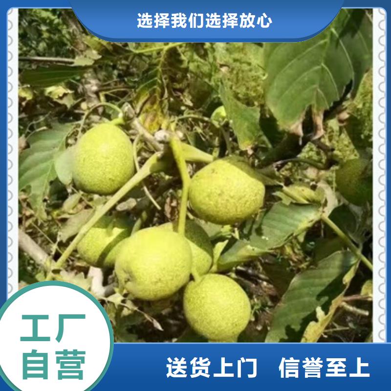 核桃苗蓝莓苗量大更优惠