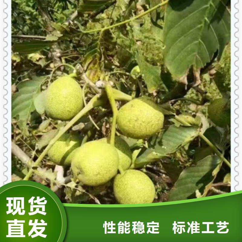 核桃苗【蓝莓苗】甄选好物