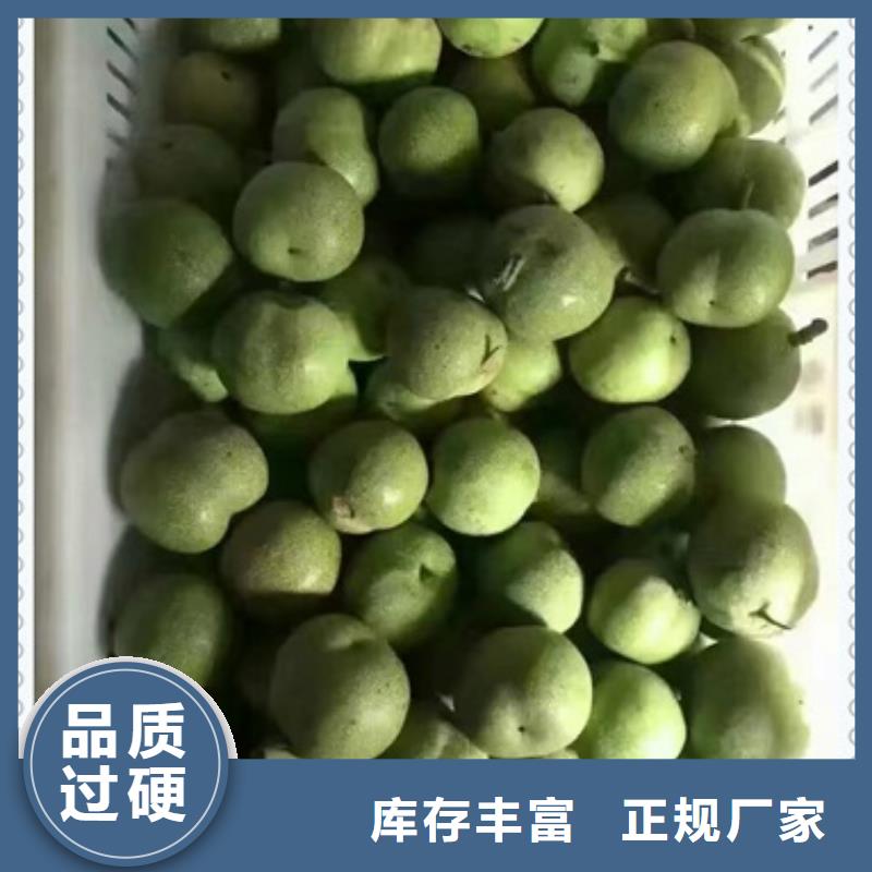 【核桃苗】梨树苗市场报价