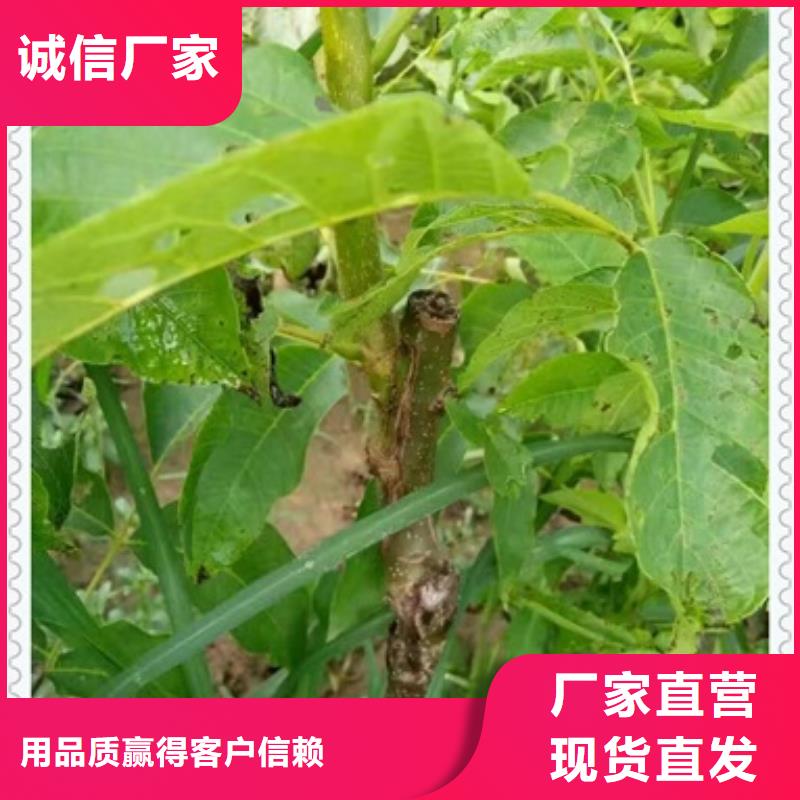 核桃苗-花椒苗工厂价格