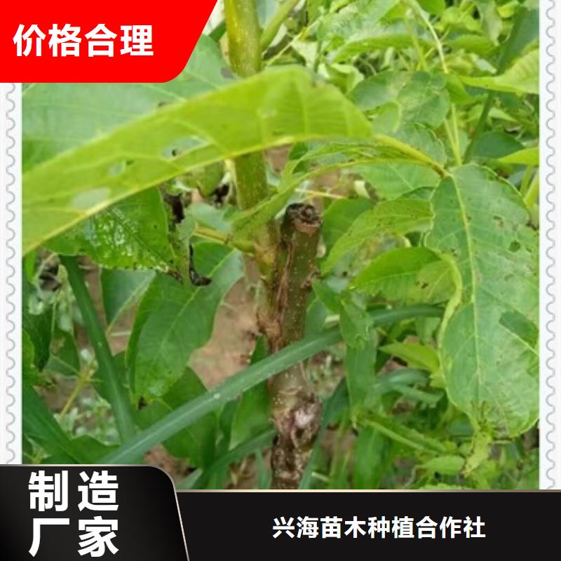 核桃苗【蓝莓苗】甄选好物